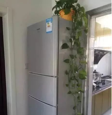 东西既费电还影响寿命！多亏老电工提醒j9国际站登录冰箱顶上千万别放这3样